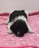 Piper Pink Collar Poo, a female Poodle - Multi-Colored Standard for sale in Carrollton, GA – Photo 1 of 3