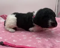 Piper Pink Collar Poo, a female Poodle - Multi-Colored Standard for sale in Carrollton, GA – Photo 2 of 3
