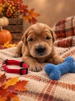 Marty - Red Collar GR, a male Golden Retriever for sale in Carrollton, GA – 2 of 3