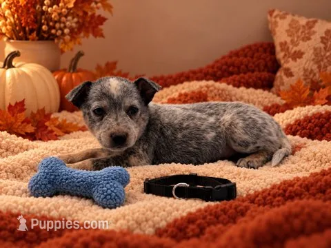 Blue - Black Collar – Australian Cattle Dog puppy for sale in Carrollton, GA