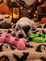 Whiskey - Green Collar, a female Australian Cattle Dog for sale in Carrollton, GA – 1 of 3