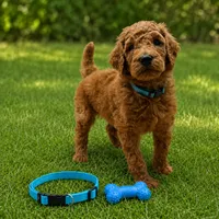 Hank Blue Collar AKC , a male Poodle - Standard  for sale in Carrollton, GA – 1 of 3
