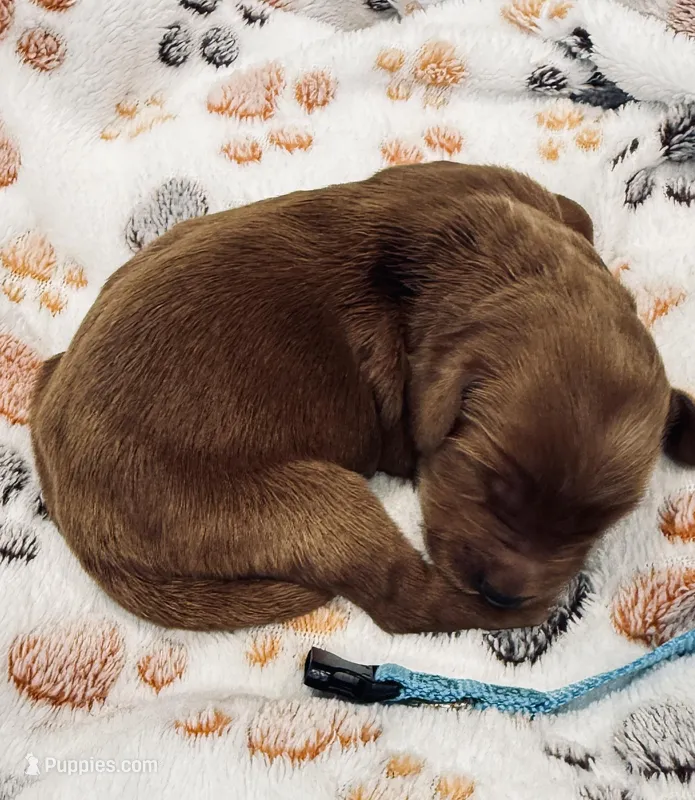 Willie Nelson Blue Collar GR