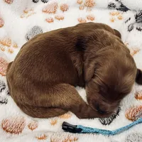 Willie Nelson Blue Collar GR, a male Golden Retriever for sale in Carrollton, GA – Photo 4 of 4