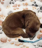 Willie Nelson Blue Collar GR, a male Golden Retriever for sale in Carrollton, GA – Photo 1 of 3