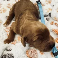 Willie Nelson Blue Collar GR, a male Golden Retriever for sale in Carrollton, GA – Photo 2 of 4