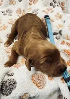 Willie Nelson Blue Collar GR, a male Golden Retriever for sale in Carrollton, GA – Photo 2 of 3