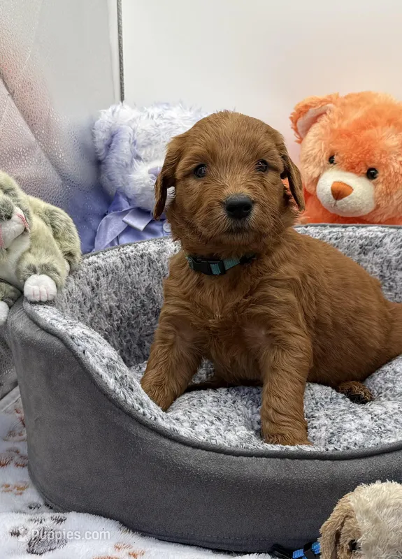 Willie Nelson Blue Collar GR – Golden Retriever puppy for sale in Carrollton, GA