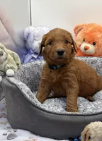 Willie Nelson Blue Collar GR, a male Golden Retriever for sale in Carrollton, GA – Photo 1 of 4