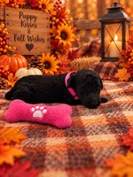 Angel - Pink Collar F1b GD, a female Goldendoodle for sale in Carrollton, GA – 2 of 3