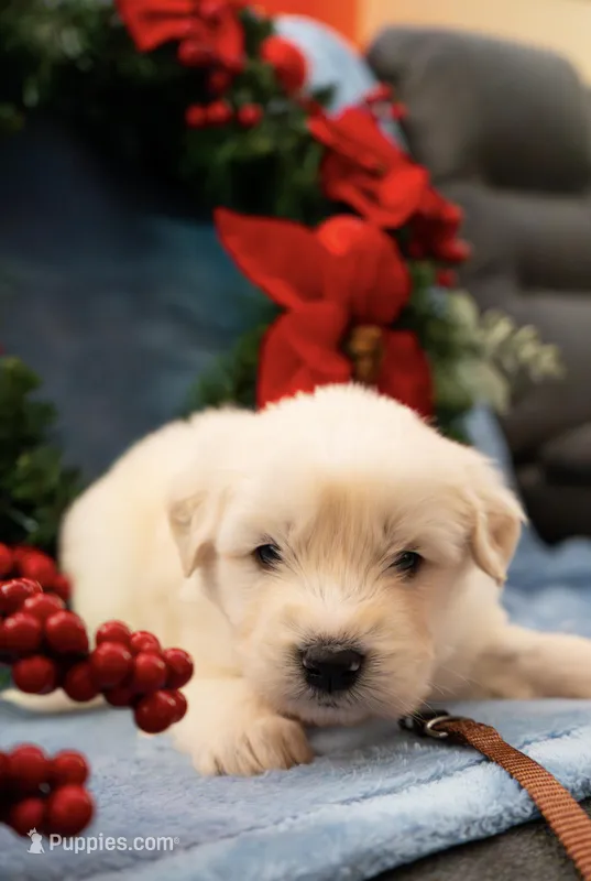 Waylon Brown Collar PD, a male Pyredoodle for sale in Carrollton, GA – Photo 1 of 6