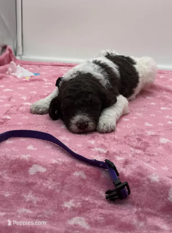 Paisley Purple Collar Poo – Poodle - Multi-Colored Standard puppy for sale in Carrollton, GA