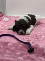 Paisley Purple Collar Poo, a female Poodle - Multi-Colored Standard for sale in Carrollton, GA – Photo 1 of 3