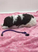 Paisley Purple Collar Poo, a female Poodle - Multi-Colored Standard for sale in Carrollton, GA – Photo 2 of 3