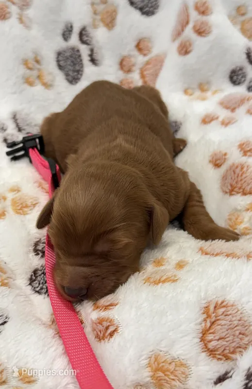 Faith Pink Collar GR