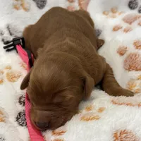 Faith Pink Collar GR, a male Golden Retriever for sale in Carrollton, GA – Photo 3 of 4