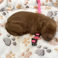 Faith Pink Collar GR, a male Golden Retriever for sale in Carrollton, GA – Photo 4 of 4