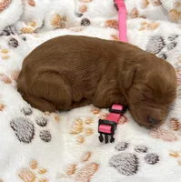 Faith Pink Collar GR, a male Golden Retriever for sale in Carrollton, GA – Photo 2 of 3