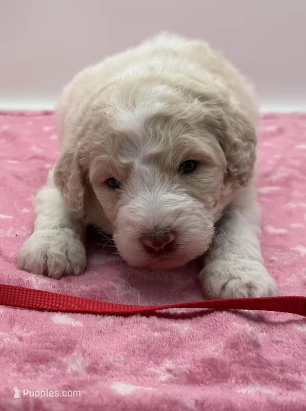 Chipper Red Collar Poo – Poodle - Multi-Colored Standard puppy for sale in Carrollton, GA