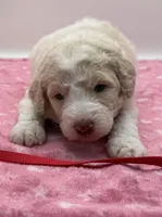Chipper Red Collar Poo, a male Poodle - Multi-Colored Standard for sale in Carrollton, GA – Photo 1 of 3