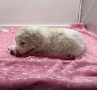 Chipper Red Collar Poo, a male Poodle - Multi-Colored Standard for sale in Carrollton, GA – Photo 2 of 3