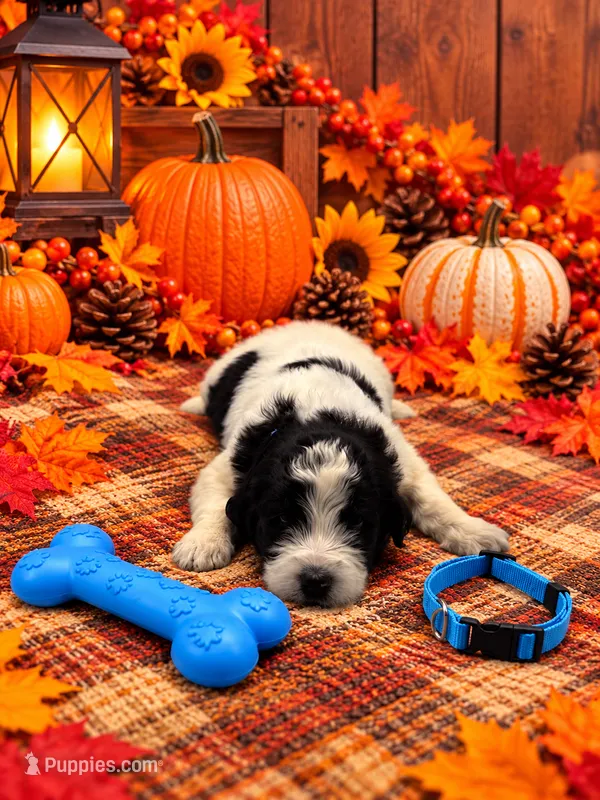 Axle - Blue Collar – Pyredoodle puppy for sale in Carrollton, GA