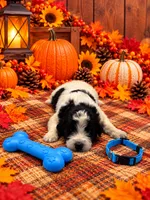 Axle - Blue Collar, a male Pyredoodle for sale in Carrollton, GA – 1 of 3
