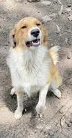 Hazel, a female Great Pyrenees for sale in Carrollton, GA – 5 of 5