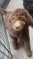 Lily Blue Collar Chocolate GD, a female Goldendoodle for sale in Carrollton, GA – 3 of 9