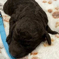 Lily Blue Collar Chocolate GD, a female Goldendoodle for sale in Carrollton, GA – Photo 5 of 5