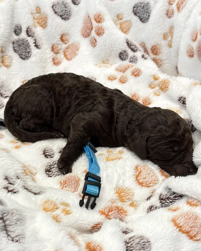 Lily Blue Collar Chocolate GD