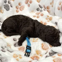 Lily Blue Collar Chocolate GD, a female Goldendoodle for sale in Carrollton, GA – Photo 4 of 5