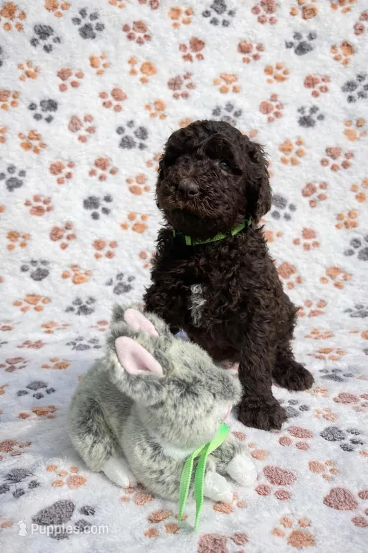 Lily Blue Collar Chocolate GD – Goldendoodle puppy for sale in Carrollton, GA