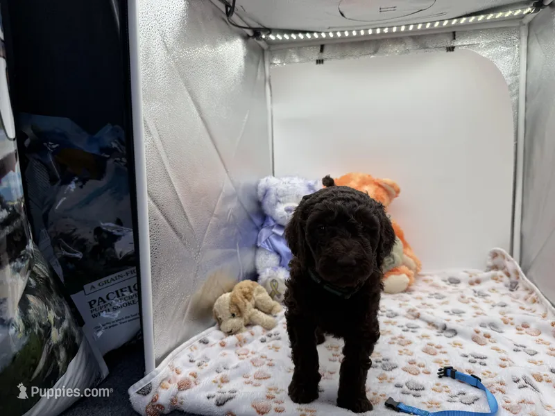 Lily Blue Collar Chocolate GD – Goldendoodle puppy for sale in Carrollton, GA
