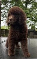 Lily Blue Collar Chocolate GD, a female Goldendoodle for sale in Carrollton, GA – 2 of 9