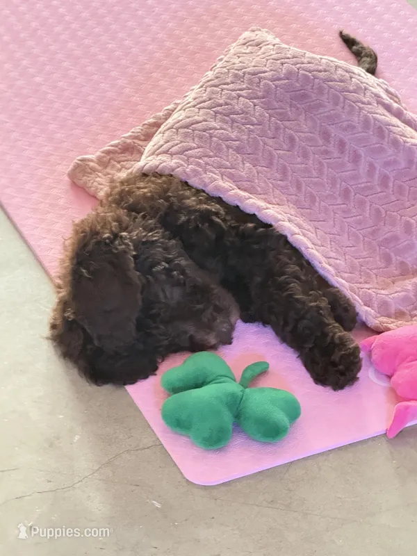 Lily Blue Collar Chocolate GD – Goldendoodle puppy for sale in Carrollton, GA