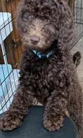Lily Blue Collar Chocolate GD, a female Goldendoodle for sale in Carrollton, GA – 4 of 9