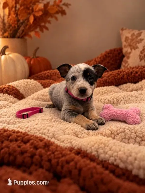 Priscilla - Pink Collar – Australian Cattle Dog puppy for sale in Carrollton, GA