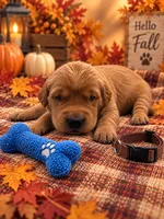 Maverick - Brown Collar GR, a male Golden Retriever for sale in Carrollton, GA – 2 of 3