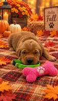 Molly - Green collar GR, a female Golden Retriever for sale in Carrollton, GA – 2 of 3