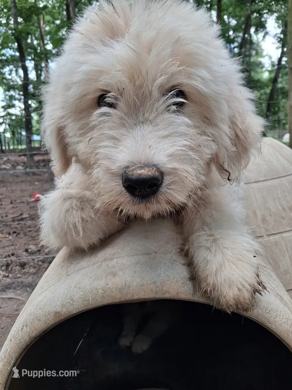 Casper Blue Colllar – Pyredoodle puppy for sale in Carrollton, GA