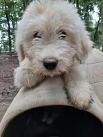 Casper Blue Colllar, a male Pyredoodle for sale in Carrollton, GA – 1 of 3