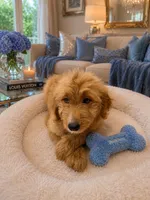 Milo, a male Goldendoodle for sale in Carrollton, GA – 1 of 2