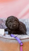 Piper purple collar GD, a female Goldendoodle for sale in Carrollton, GA – Photo 1 of 2