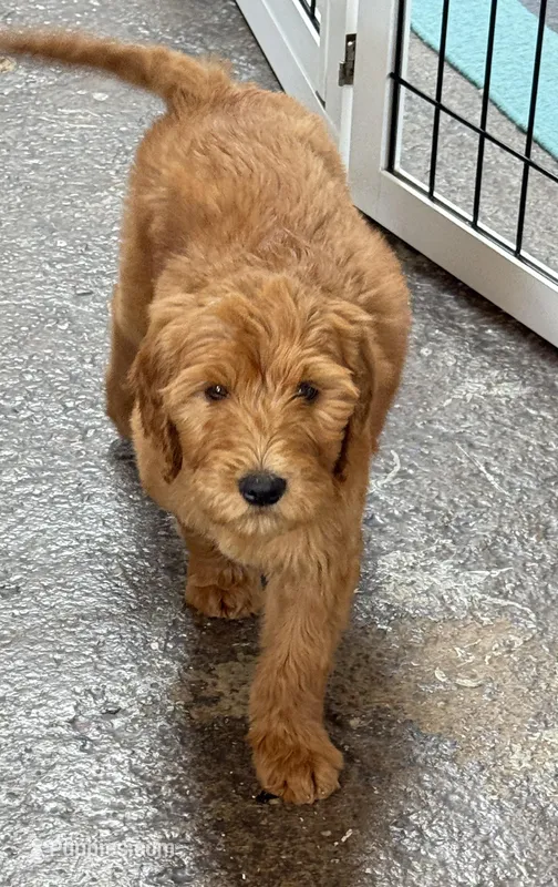 Faith Pink Collar GD – Goldendoodle puppy for sale in Carrollton, GA
