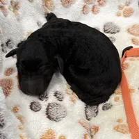 Molly Orange Collar GD, a female Goldendoodle for sale in Carrollton, GA – Photo 4 of 5