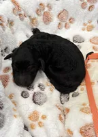 Molly Orange Collar GD, a female Goldendoodle for sale in Carrollton, GA – Photo 1 of 3