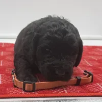 Molly Orange Collar GD, a female Goldendoodle for sale in Carrollton, GA – Photo 3 of 5