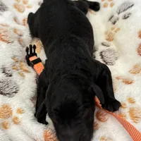 Molly Orange Collar GD, a female Goldendoodle for sale in Carrollton, GA – Photo 5 of 5