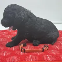 Molly Orange Collar GD, a female Goldendoodle for sale in Carrollton, GA – Photo 1 of 5